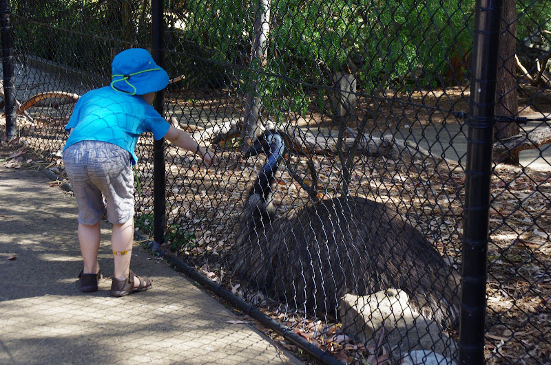 Taronga 2014 - Backyard to Bush - Emu