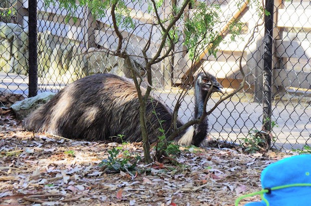 Taronga 2014 - Backyard to Bush - Emu