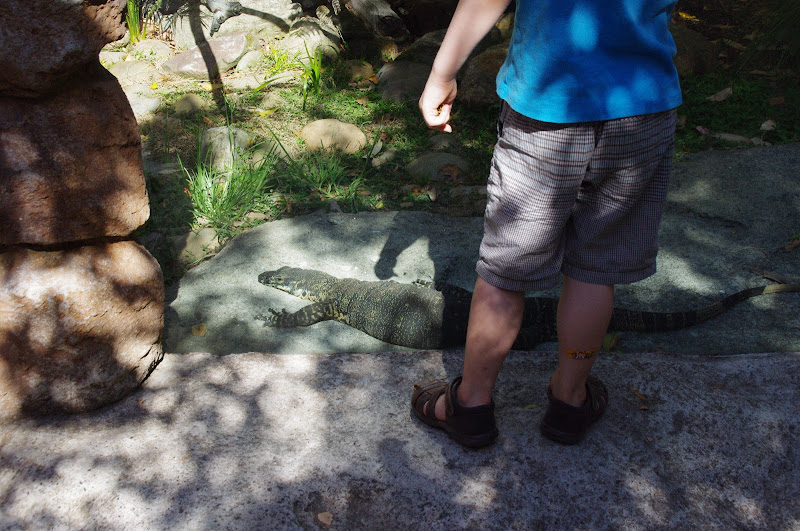 Taronga 2014 - Backyard to Bush - Lace Monitor in what is now the echidna exhibit