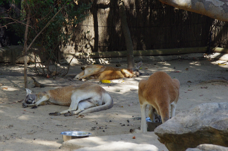 Taronga 2014 - Backyard to Bush - Red Kangaroos and wild Eastern Water Dragon