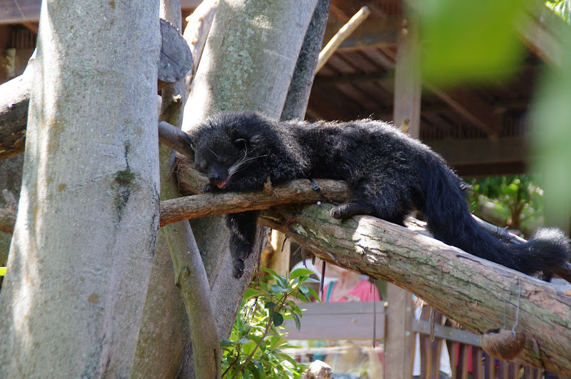 Taronga 2014 - Binturong - Wild Asia