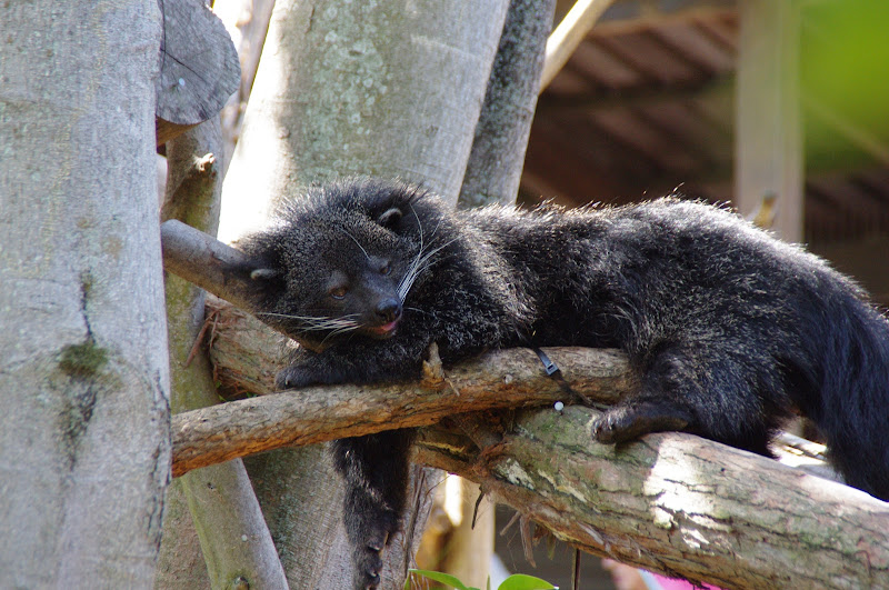 Taronga 2014 - Binturong - Wild Asia