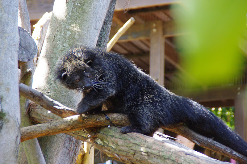 Taronga 2014 - Binturong - Wild Asia