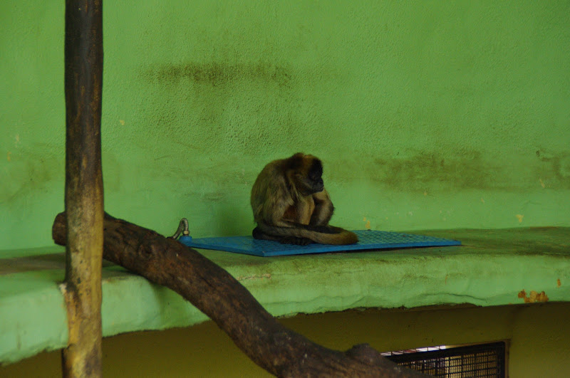 Taronga 2014 - Black-handed Spider Monkey
