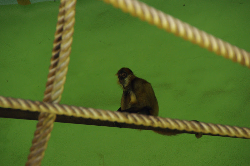 Taronga 2014 - Black-handed Spider Monkey