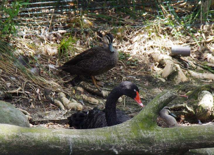 Taronga 2014 - Black Swan and Pacific Black Ducks - old Wetland Birds Lake