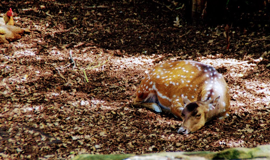 Taronga 2014 - Chital Deer and Red Junglefowl - Wild Asia