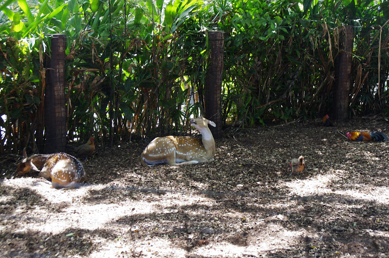 Taronga 2014 - Chital Deer and Red Junglefowl - Wild Asia