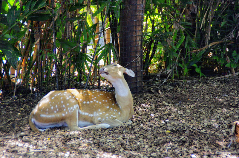 Taronga 2014 - Chital Deer - Wild Asia