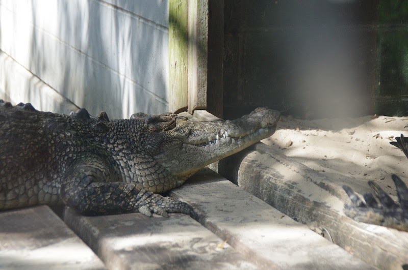 Taronga 2014 - Estuarine Crocodile