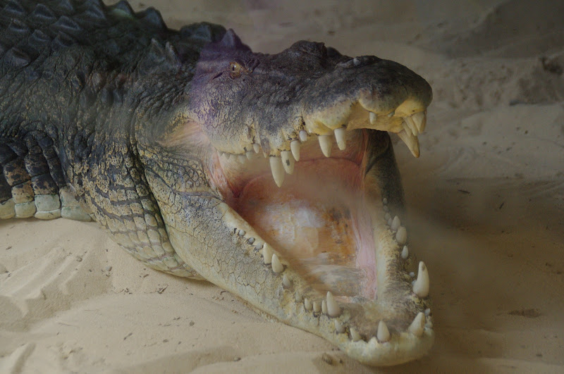 Taronga 2014 - Estuarine Crocodile