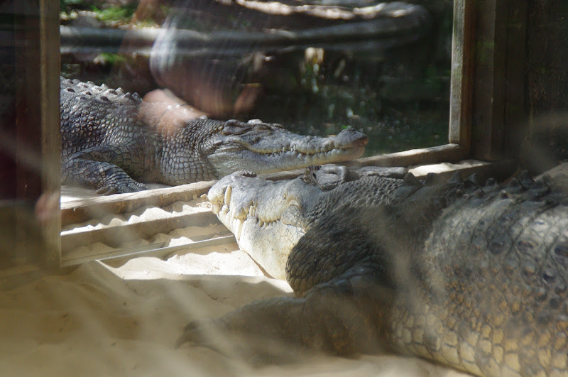 Taronga 2014 - Estuarine Crocodiles