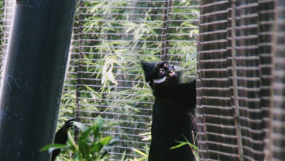 Taronga 2014 - Francois Langur - Wild Asia