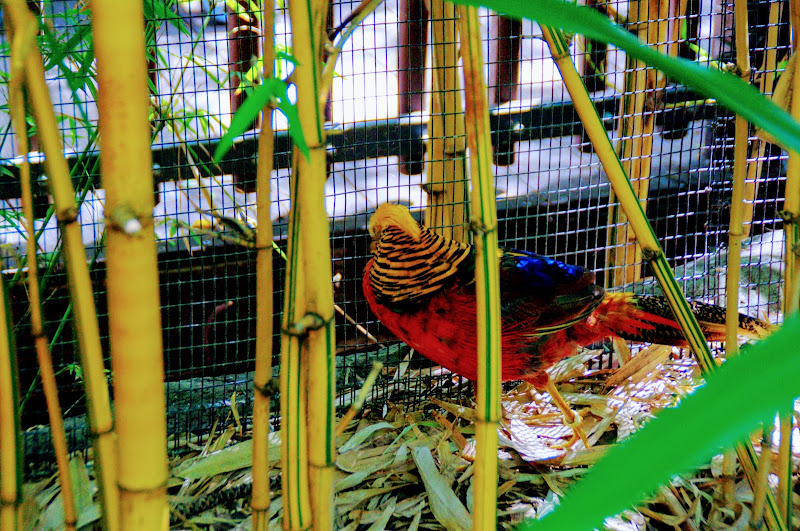 Taronga 2014 - Golden Pheasant - Palm Aviary, Wild Asia