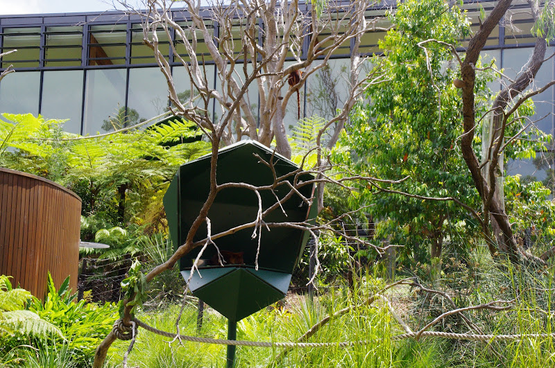 Taronga 2014 - Goodfellow's Tree Kangaroo exhibit