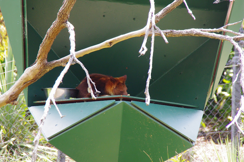 Taronga 2014 - Goodfellow's Tree Kangaroo