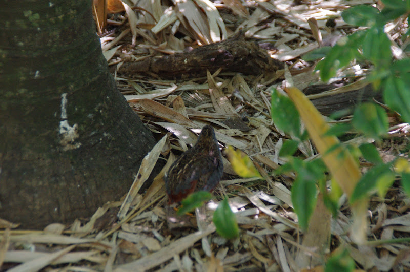 Taronga 2014 - King Quail - Palm Aviary, Wild Asia