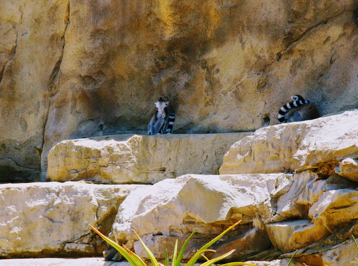 Taronga 2014 - Ring-tailed Lemur in Forest Adventure (the current capybara exhibit)