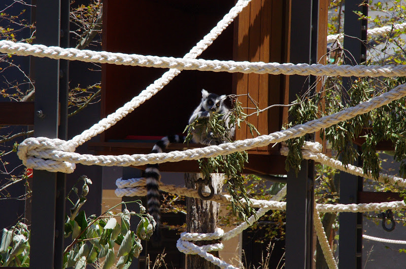 Taronga 2014 - Ring-tailed Lemur in Forest Adventure (the current capybara exhibit)
