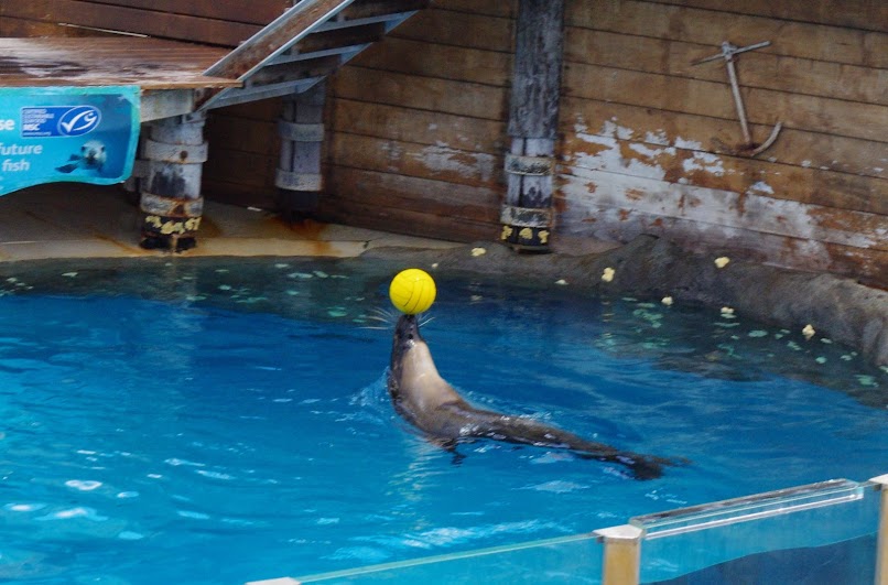 Taronga 2014 - Seal Show - Australian Sea Lion