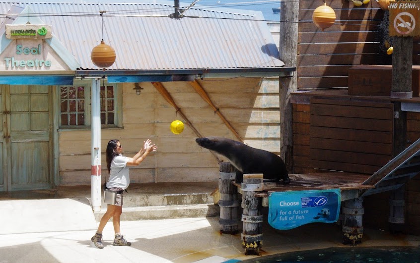 Taronga 2014 - Seal Show - Australian Sea Lion