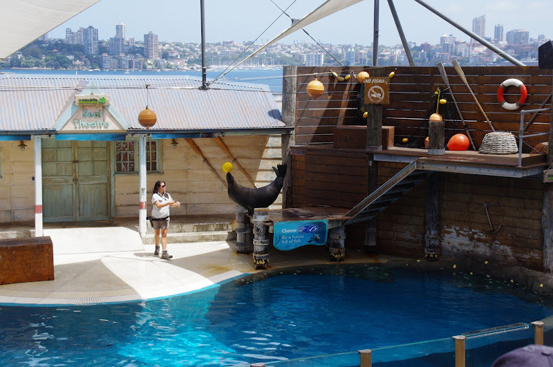 Taronga 2014 - Seal Show - Australian Sea Lion
