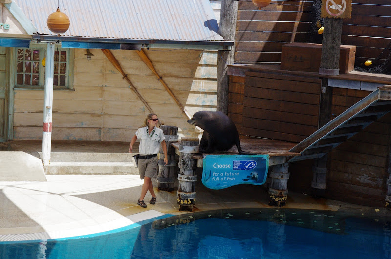 Taronga 2014 - Seal Show - California Sea Lion