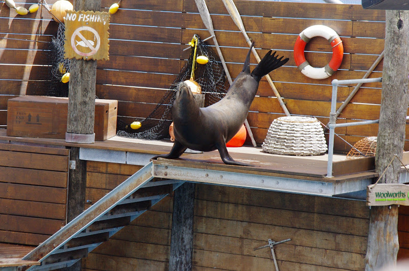 Taronga 2014 - Seal Show - California Sea Lion