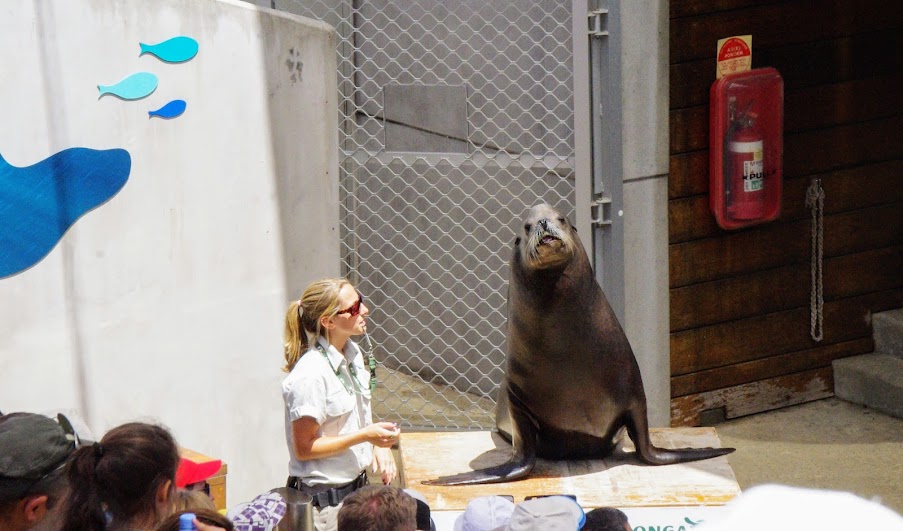 Taronga 2014 - Seal Show - California Sea Lion