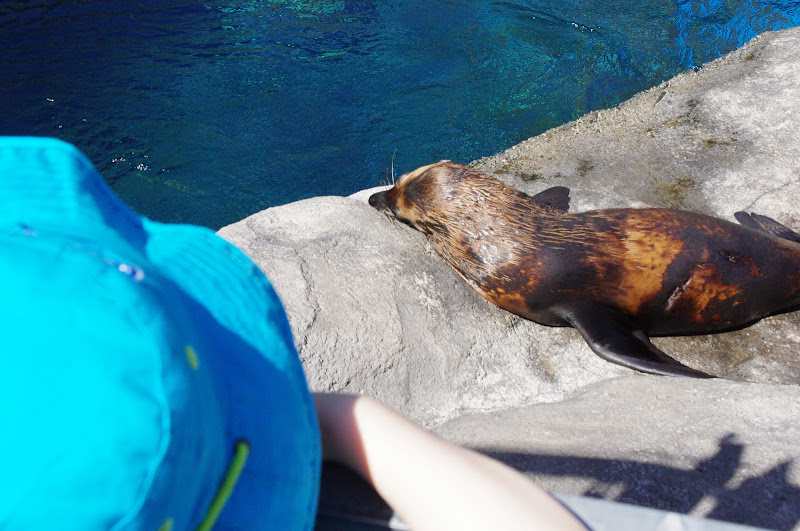 Taronga 2014 - Tasmanian Fur Seal - Great Southern Oceans