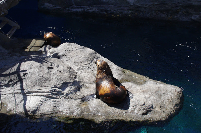 Taronga 2014 - Tasmanian Fur Seals - Great Southern Oceans