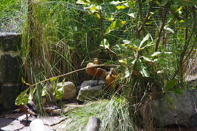 Taronga 2014 - Wandering Whistling Ducks - old Wetland Birds Lake