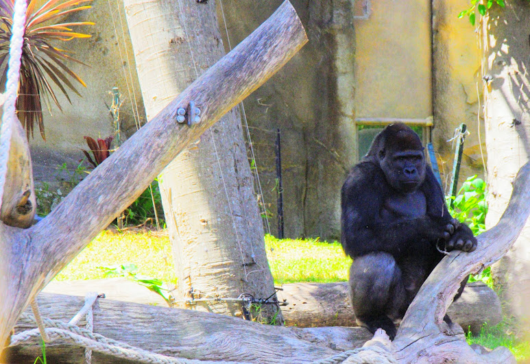 Taronga 2014 - Western Lowland Gorilla (Kibale?)