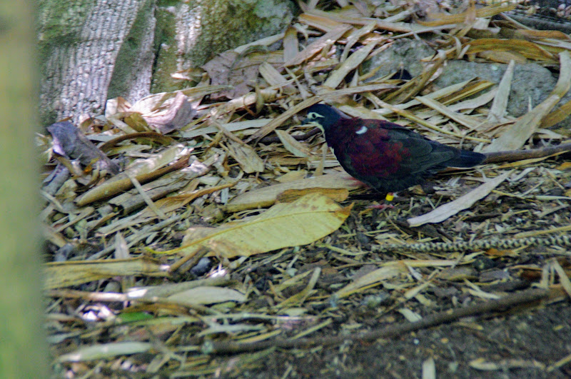 Taronga 2014 - White-bibbed Ground Dove - Palm Aviary, Wild Asia