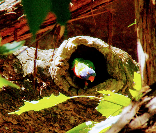 Taronga 2014 - wild Rainbow Lorikeet in the red panda exhibit - Wild Asia