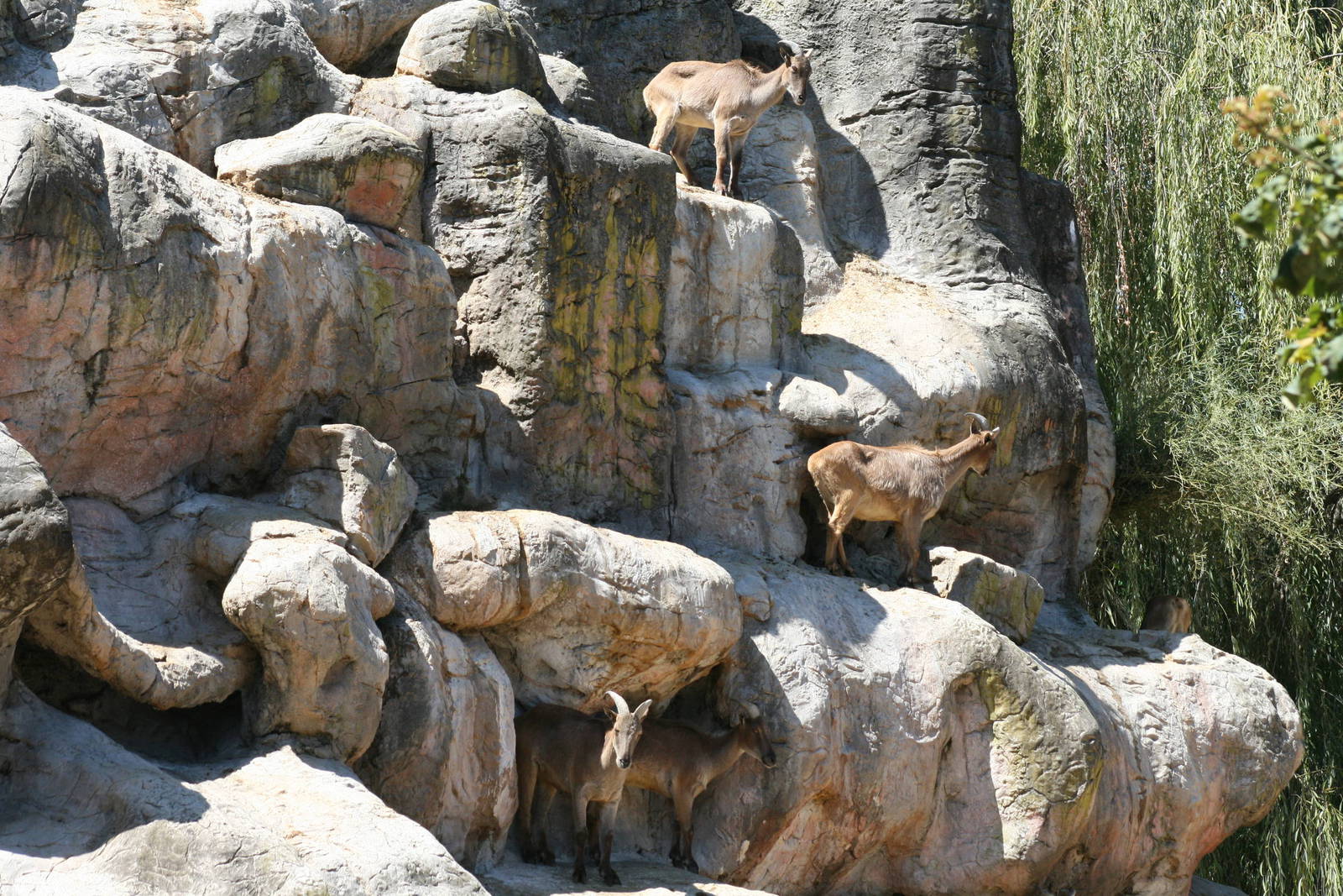 taronga 5/3/2008. tahr mountain