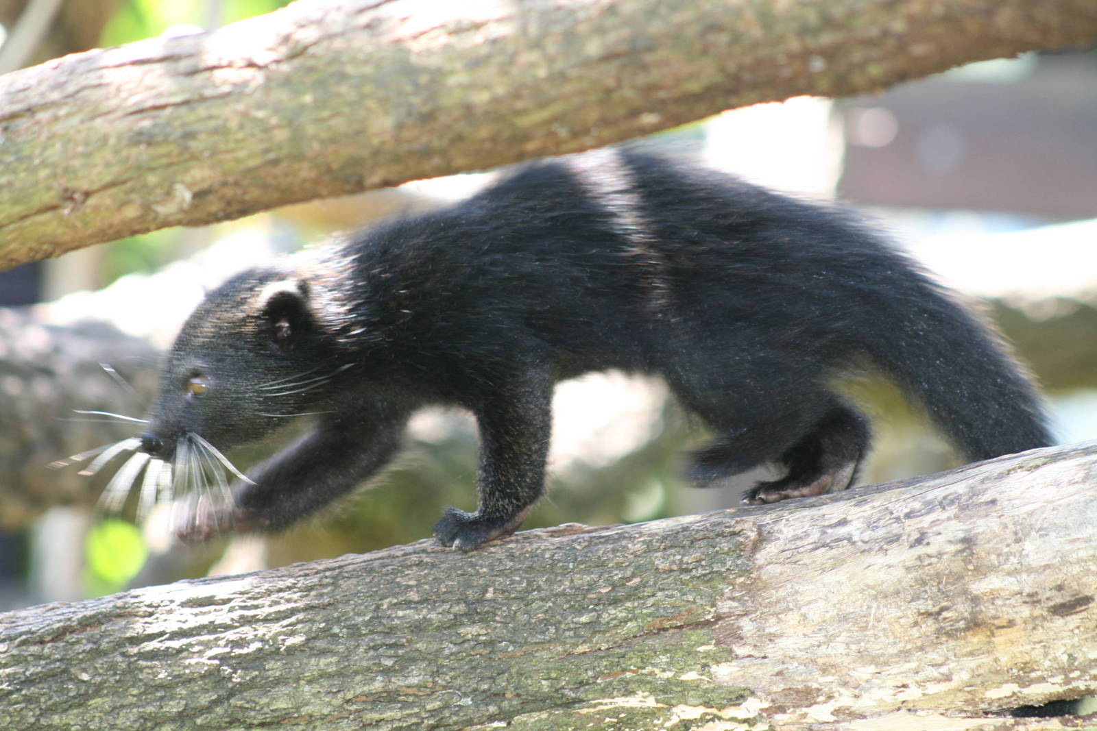 taronga biturong baby 5/3/2008