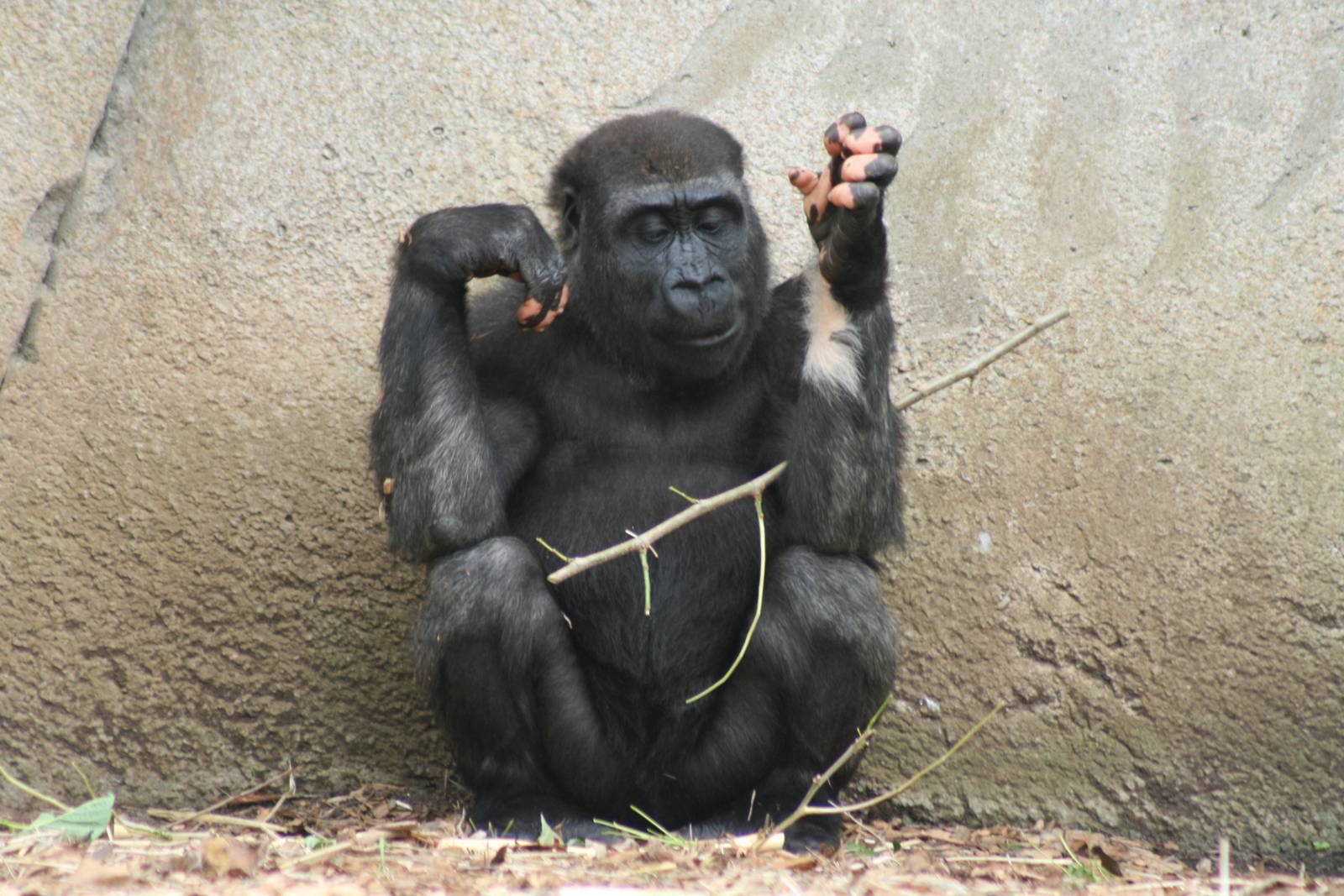taronga Gorilla 30.10.2008