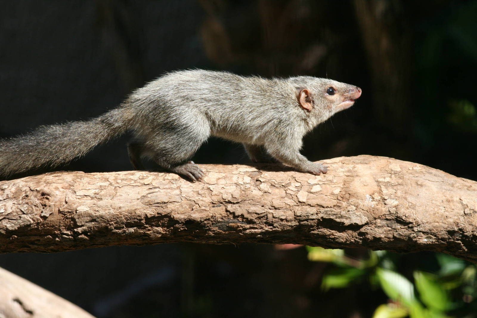 Taronga. tree shrew 5/3/2008