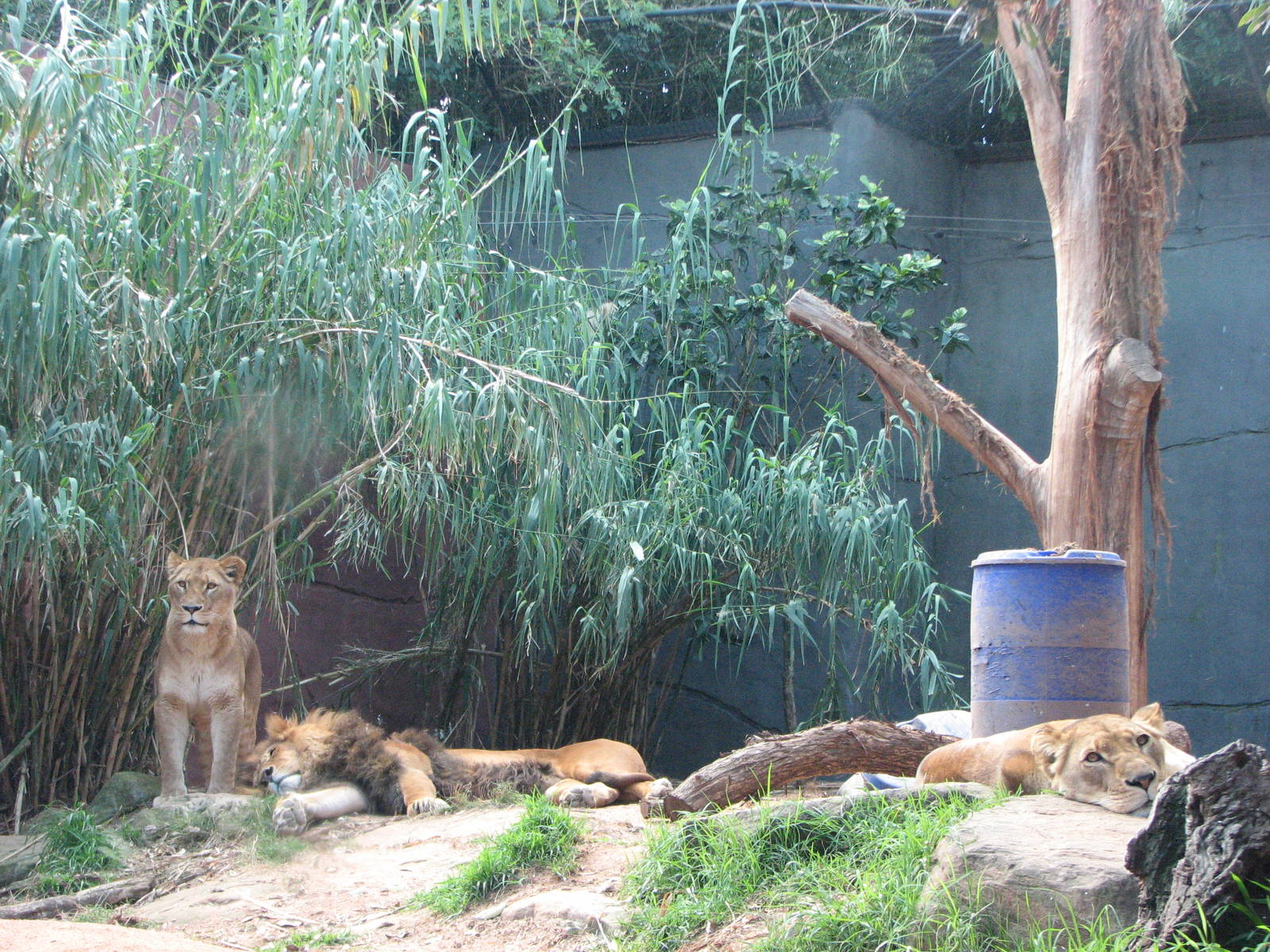 Taronga Zoo 2007 - African Lions