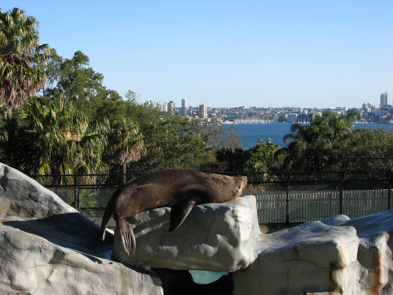 Taronga Zoo 2007 - Amazing view for the Fur Seal