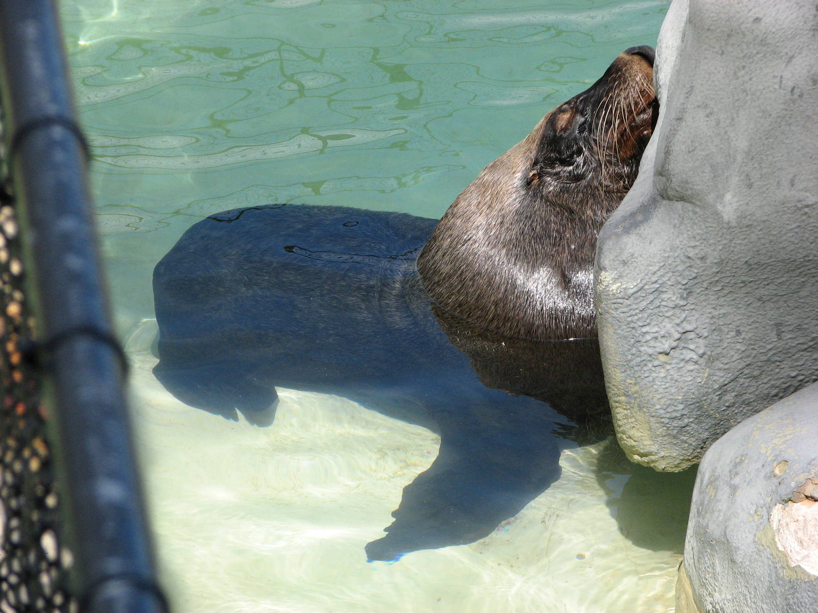Taronga Zoo 2007 - Australian Fur Seal