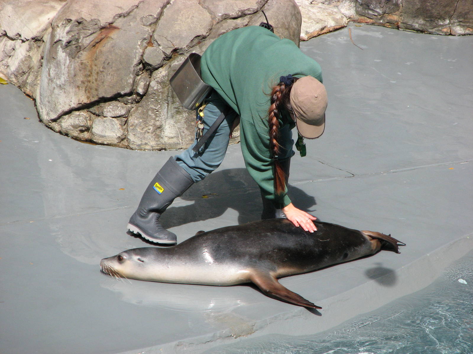 Taronga Zoo 2007 - Australian Sea Lion in the seal show amphitheatre