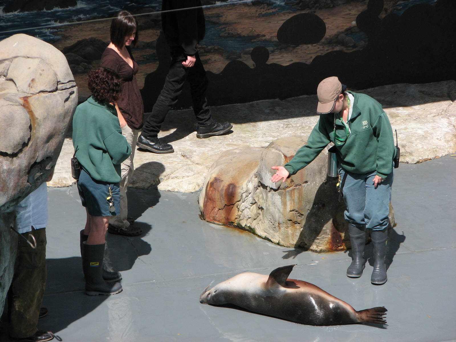 Taronga Zoo 2007 - Australian Sea Lion in the seal show amphitheatre