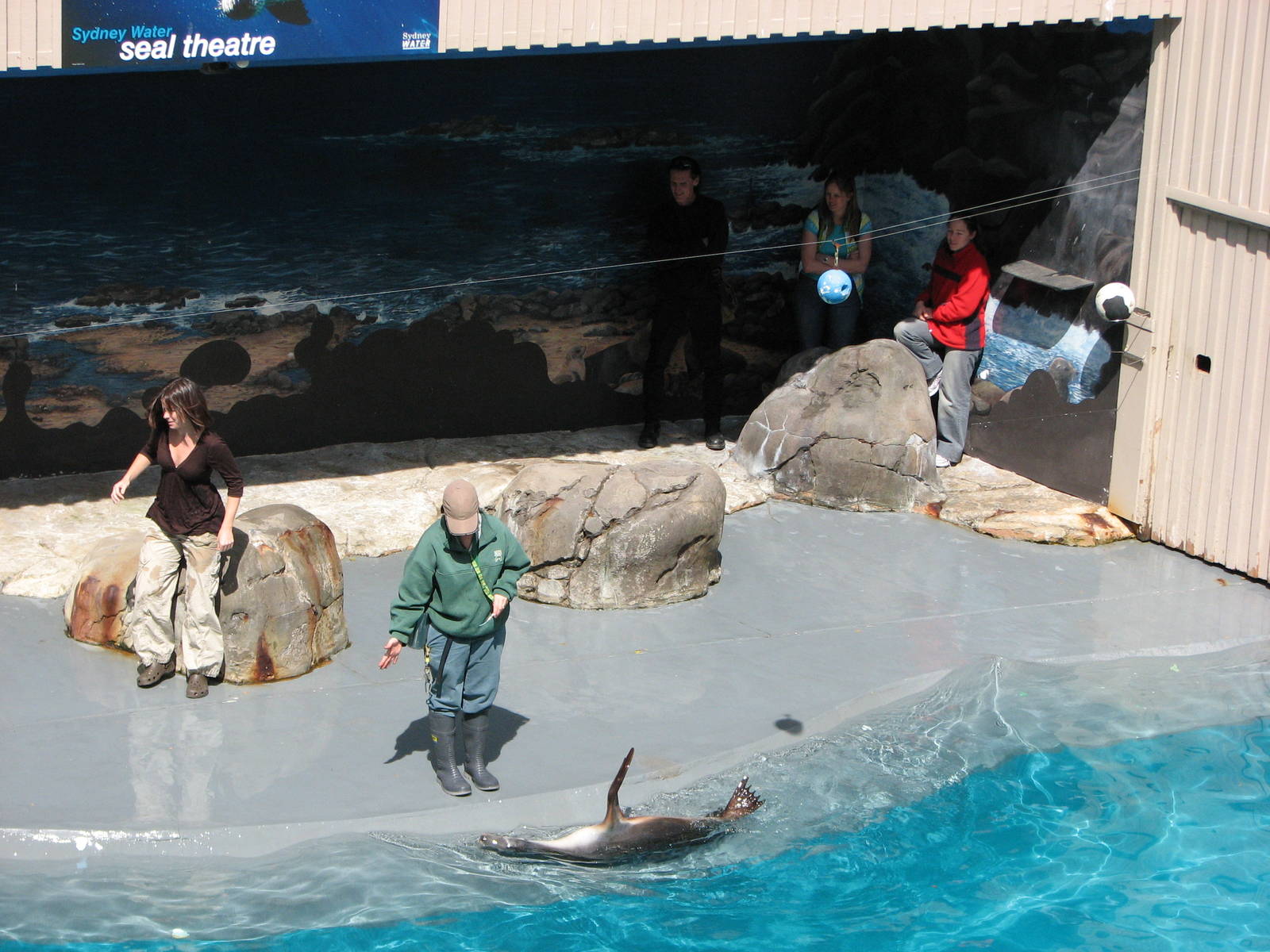 Taronga Zoo 2007 - Australian Sea Lion in the seal show amphitheatre