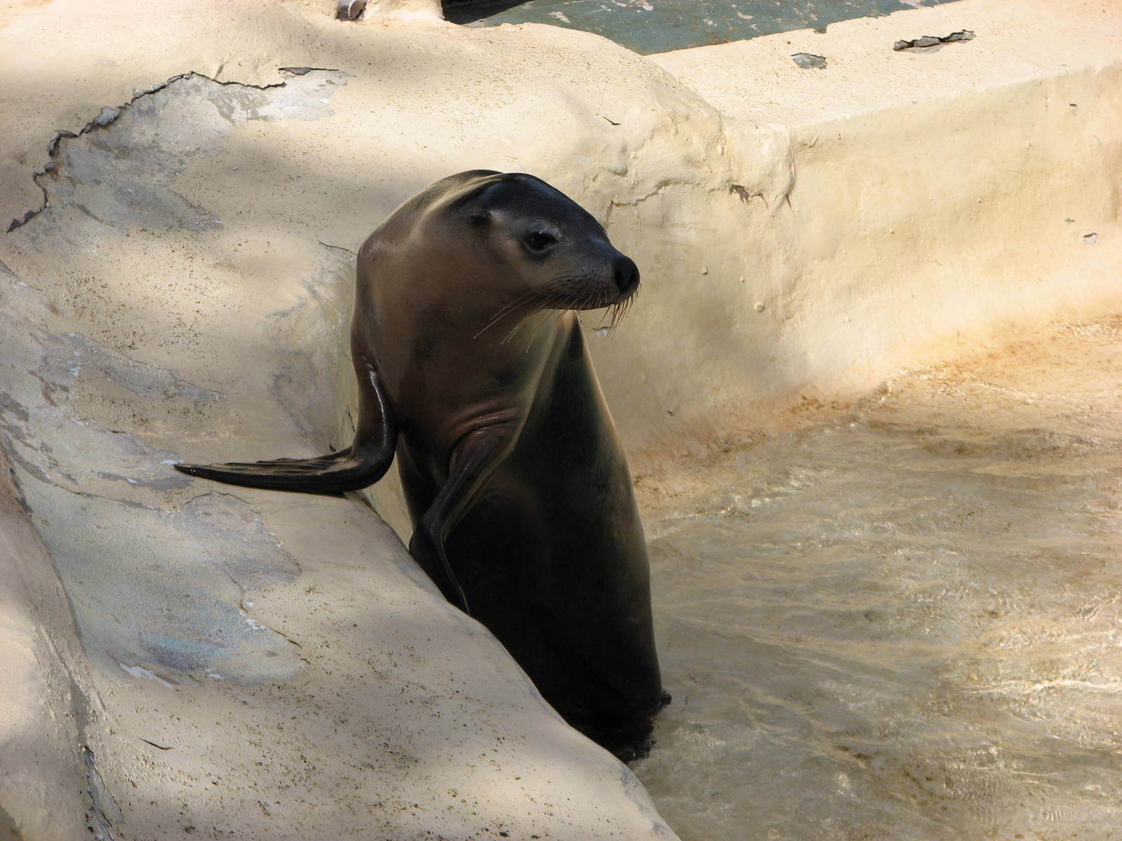 Taronga Zoo 2007 - Australian Sea Lion