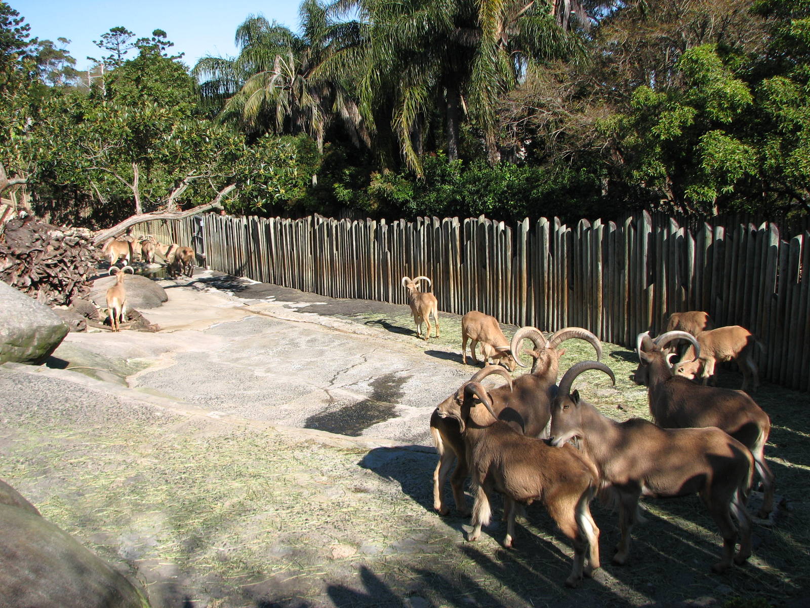 Taronga Zoo 2007 - Barbary Sheep exhibit