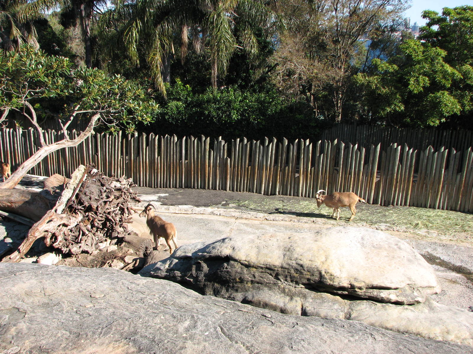 Taronga Zoo 2007 - Barbary Sheep