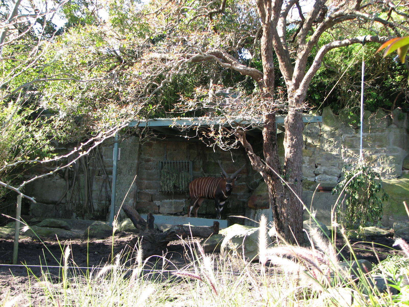 Taronga Zoo 2007 - Bongo in the African Waterhole