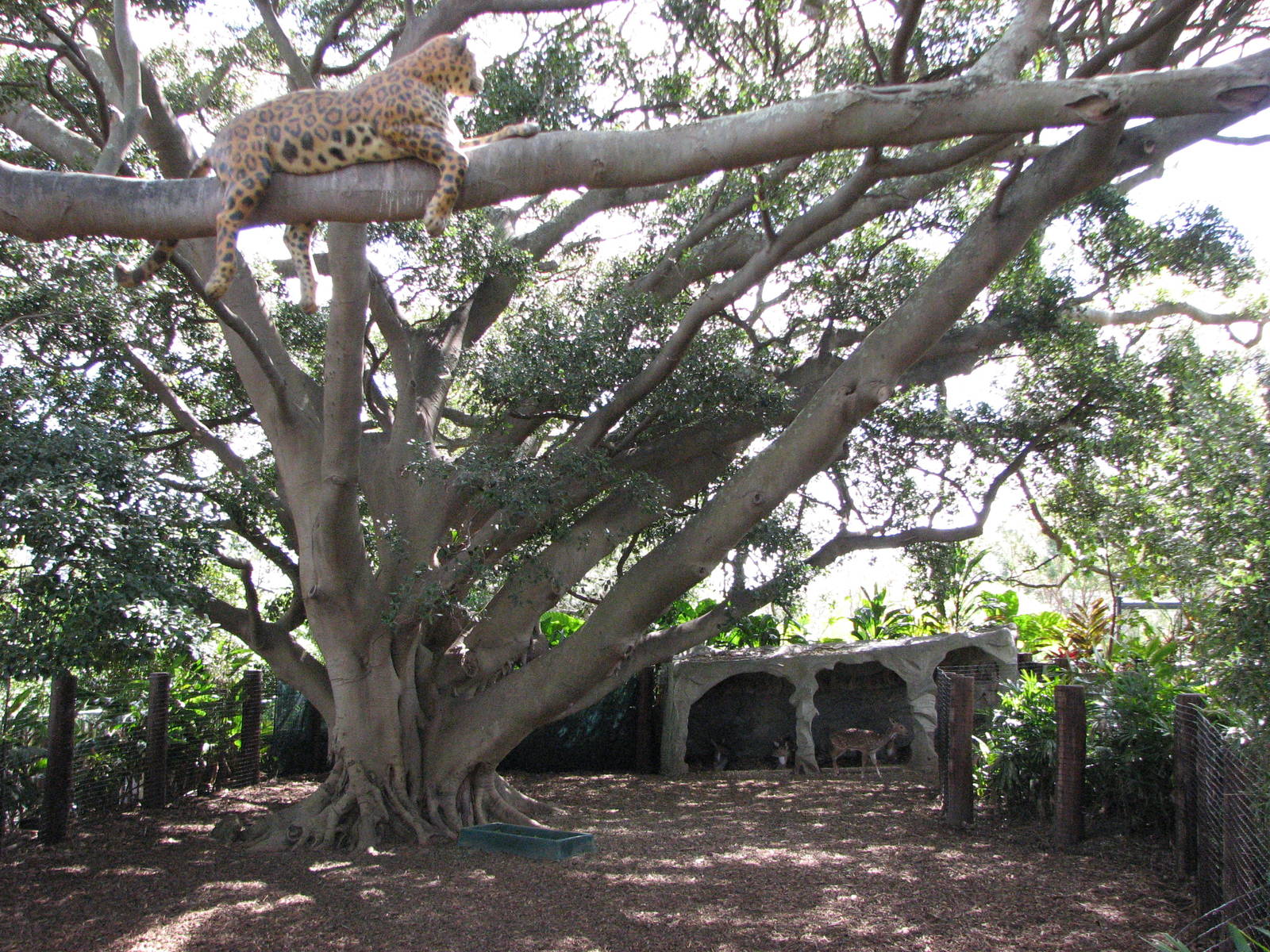 Taronga Zoo 2007 - Brilliant show of the predator-prey way